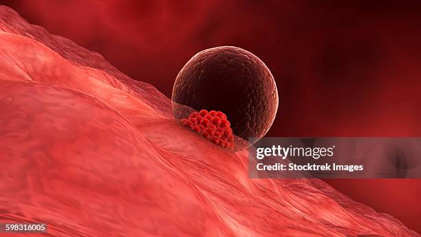 a blastocyst begins implanting in the wall of the uterus. - embryos stock illustrations