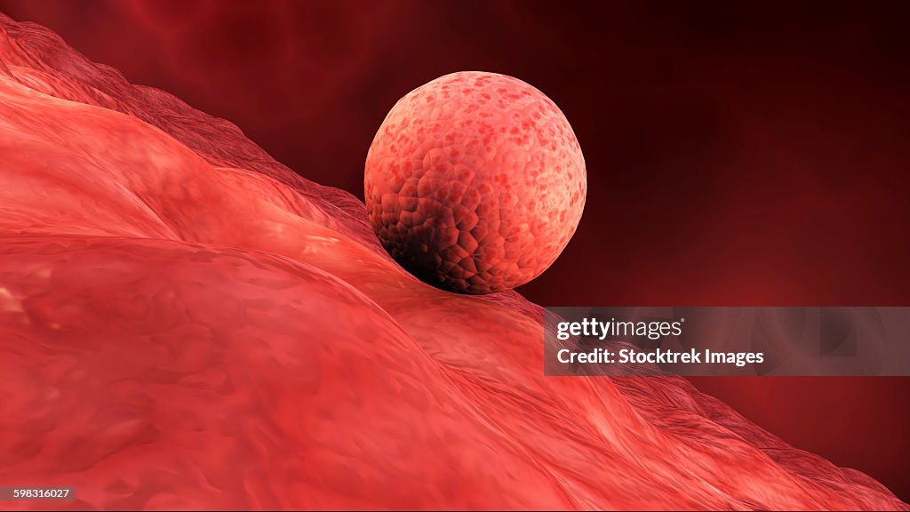 Biomedical illustration of embryo implantation in humans.