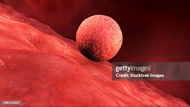 biomedical illustration of embryo implantation in humans. - uterine wall stock illustrations