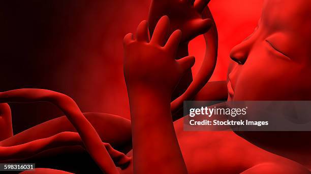 fetus inside womb. - fetal position stock illustrations
