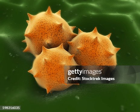 Microscopic visualization of grass pollen grains. Microscopic visualization of grass pollen grains.
