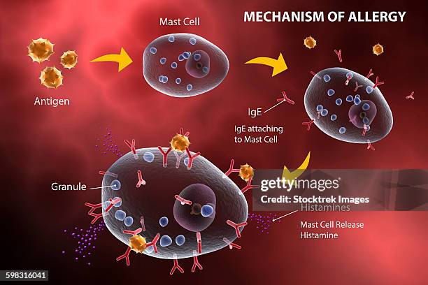 mast cell releasing histamine due to allergic reaction. - immune system stock-grafiken, -clipart, -cartoons und -symbole