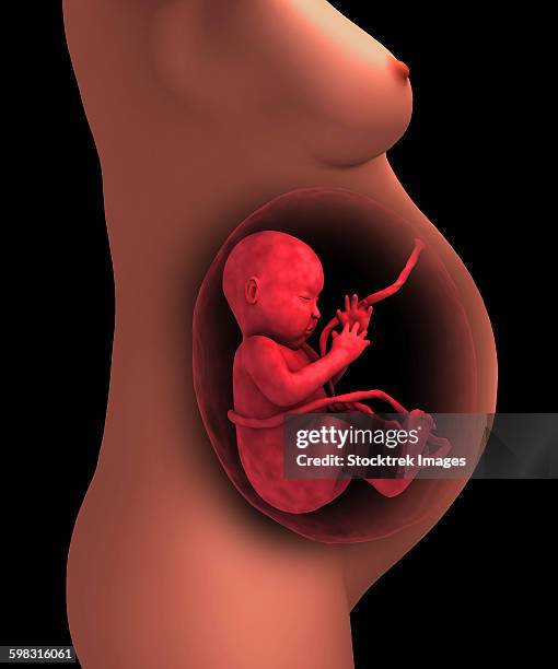 ilustraciones, imágenes clip art, dibujos animados e iconos de stock de cutaway view of a pregnant woman with fetus. - placenta