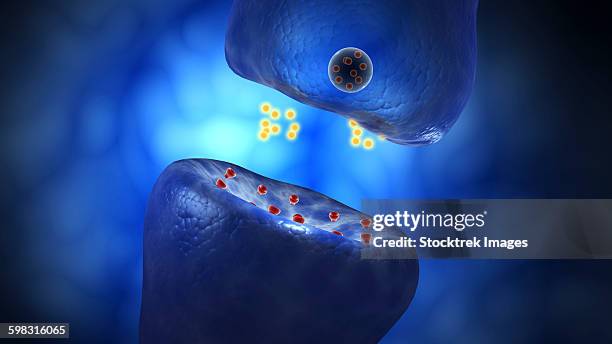 conceptual image of synaptic transmission. - neuroanatomy stock illustrations