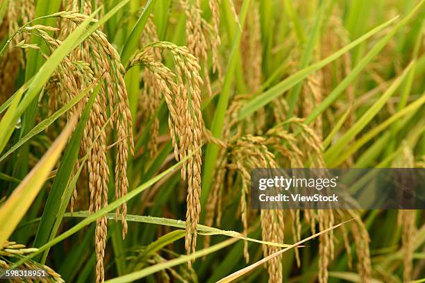 Stalks From Rice 458 Rice Stalk China Stock Photos, High-Res Pictures, and Images ...