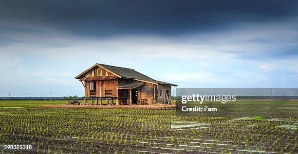 beautiful image of a abandoned house at paddy field - farmhouse stock pictures, royalty-free photos & images