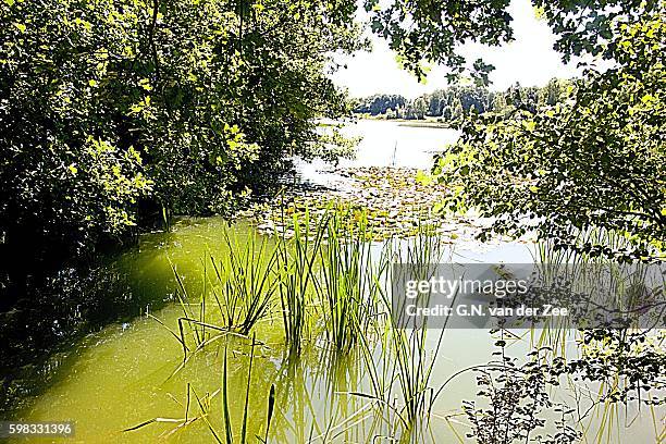 summer green - landschappen imagens e fotografias de stock