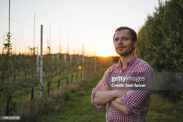 young farmer standing in apple orchard at sunset - orchard apple stock pictures, royalty-free photos & images