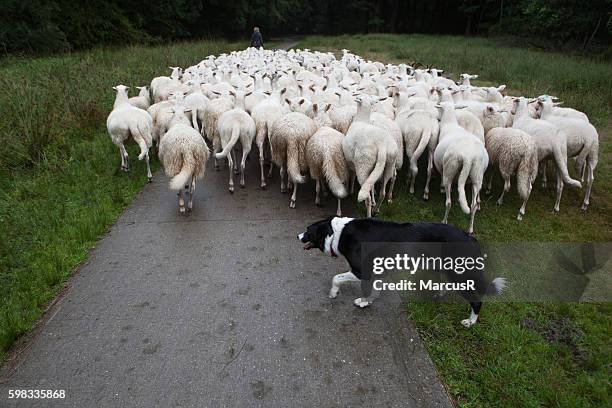 sheep back to stable - border collie stock pictures, royalty-free photos & images