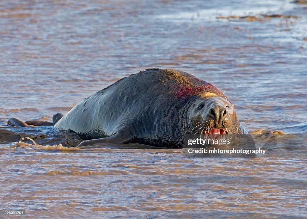 Grey Seal