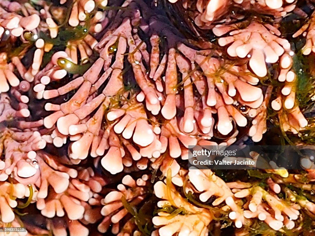 Algae (Ellisolandia elongata)