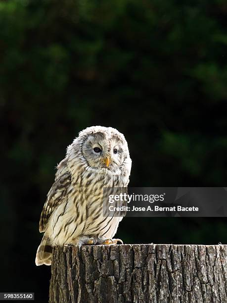 ural owl (strix uralensis), pyrenees, france. - ural owl stock pictures, royalty-free photos & images