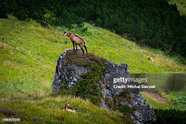 behind the doors - chamois stock pictures, royalty-free photos & images
