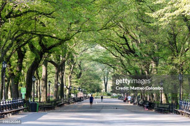 the mall in spring, central park, new york, usa - central park new york fotografías e imágenes de stock