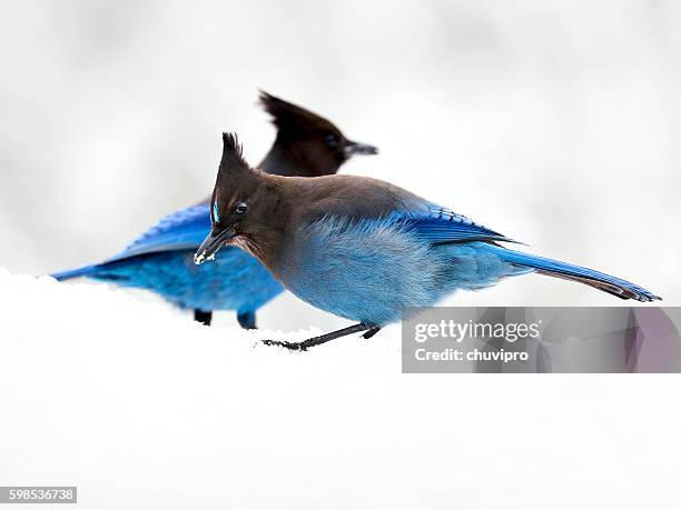 steller's jay (cyanocitta stelleri) birds in a snow - seattle winter stock pictures, royalty-free photos & images