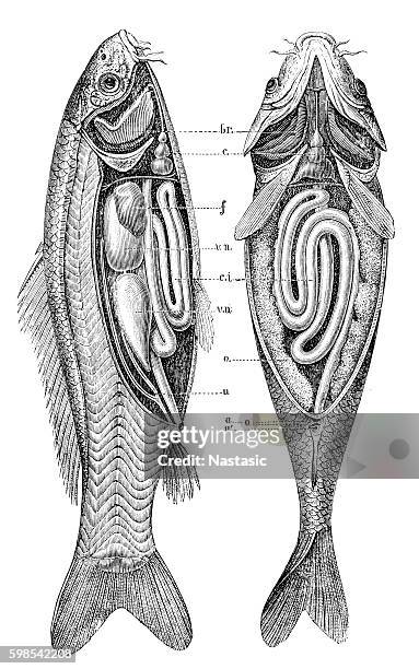 141 Ilustraciones de Bacalao - Getty Images 141 Ilustraciones de Bacalao - Getty Images