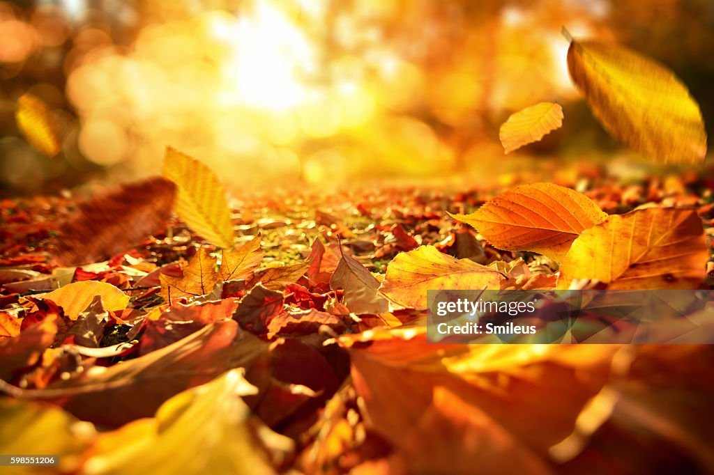 Falling Autumn leaves in lively sunlight