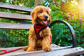 Miniature Goldendoodle puppy dog portrait