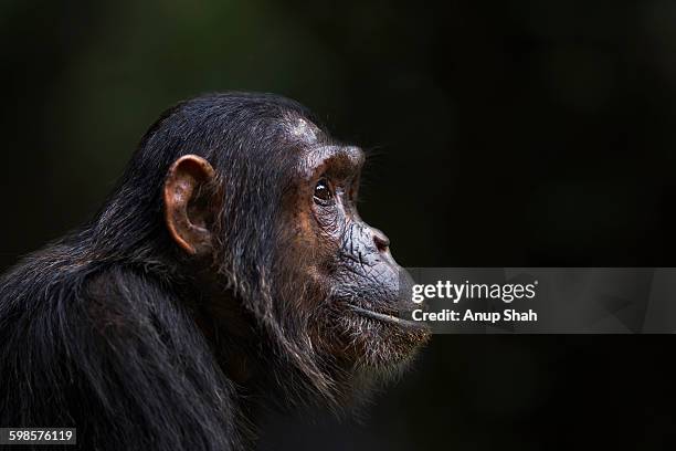 eastern chimpanzee female 'flirt' portrait - schimpansen gattung stock-fotos und bilder