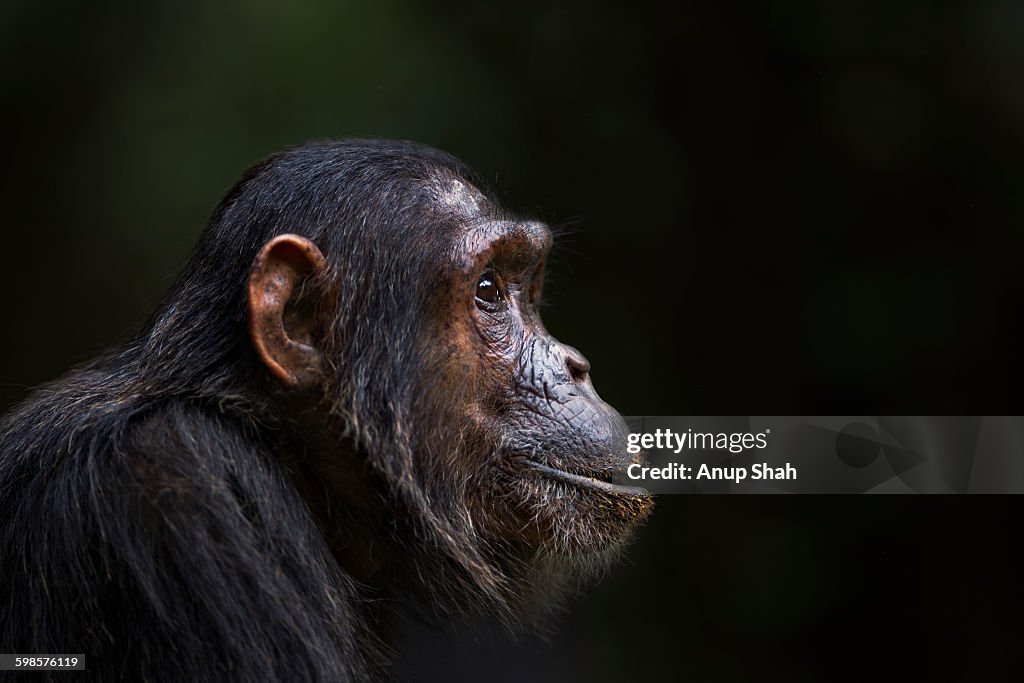 Eastern chimpanzee female 'Flirt' portrait