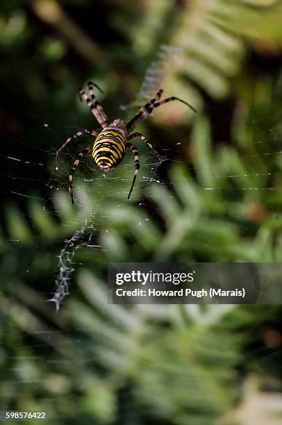 spiders, webs and forestation - spinnennetz stock pictures, royalty-free photos & images