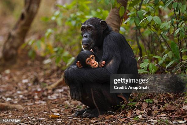 eastern chimpanzee fmale 'nuru' and son 'nyota' - leaflitter stock pictures, royalty-free photos & images