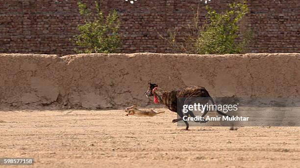 dog race - rabbit game meat stock pictures, royalty-free photos & images