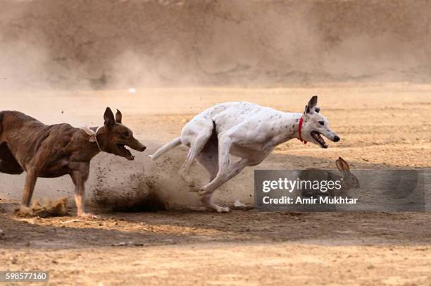 dog race - rabbit game meat stock pictures, royalty-free photos & images