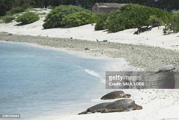 Turtles come onto the beach as US President Barack Obama tours Midway Atoll in the Papahanaumokuakea Marine National Monument in the Pacific Ocean,...