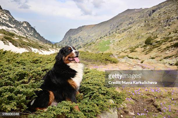 bernese mountain dog standing gracefully near some flowers - bernese mountain dog stock pictures, royalty-free photos & images