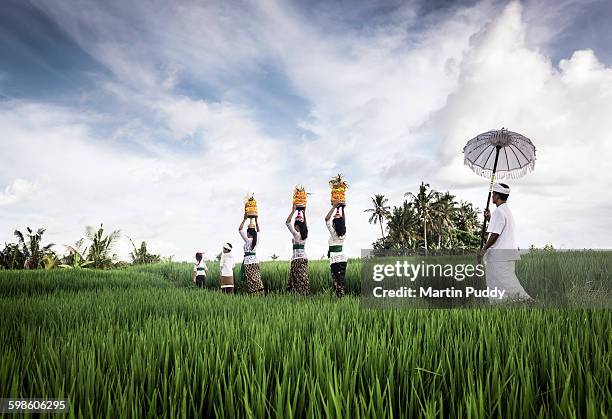 people carrying offerings through rice paddy - 宗教儀式の供物 ストックフォトと画像