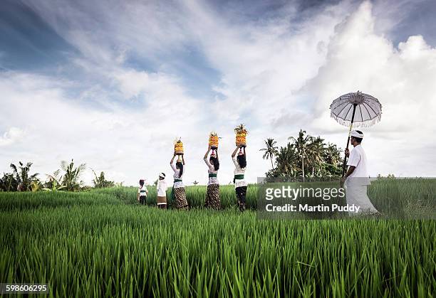 people carrying offerings through rice paddy - balinese culture stock pictures, royalty-free photos & images