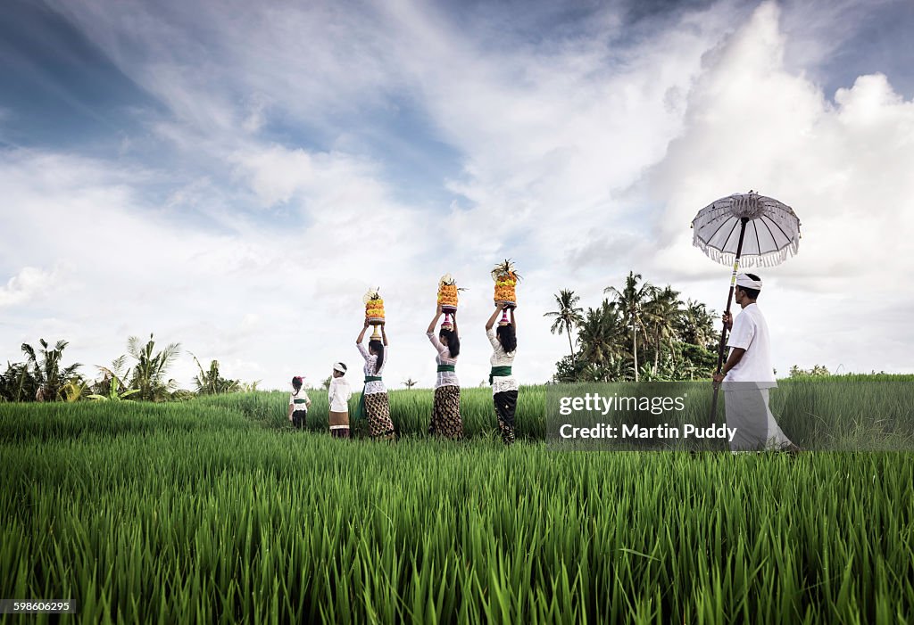 People carrying offerings through rice paddy