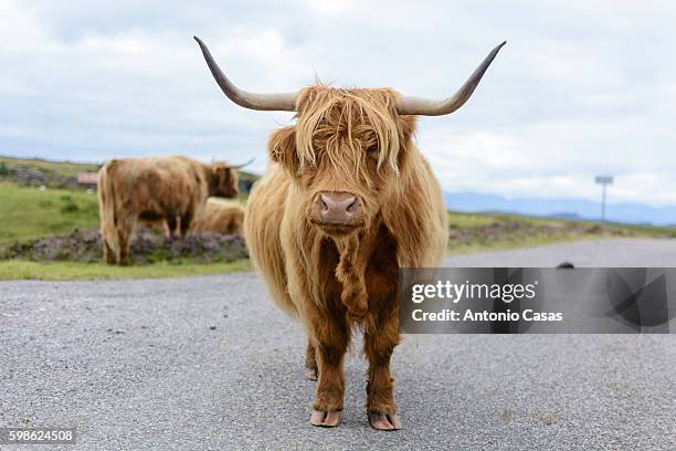 highlands cow - highland cow photos et images de collection