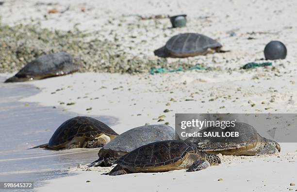 Sea turtles sit on Turtle Beach during a tour by US President Barack Obama of Midway Atoll in the Papahanaumokuakea Marine National Monument in the...