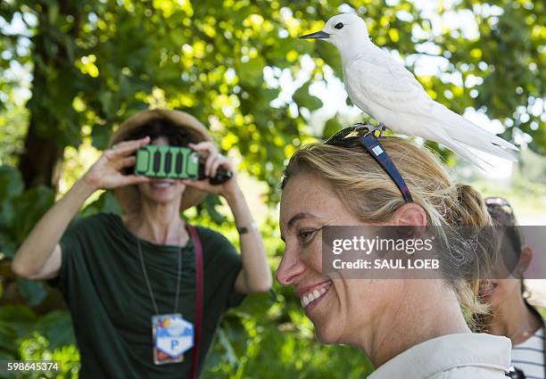 White Tern bird sits on the head of Miel Corbett, Deputy Assistant Regional Director at the US Fish and Wildlife Service, during a tour by US...