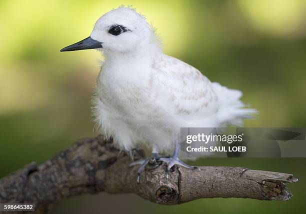 White Tern bird is seen during a tour by US President Barack Obama of Midway Atoll in the Papahanaumokuakea Marine National Monument in the Pacific...