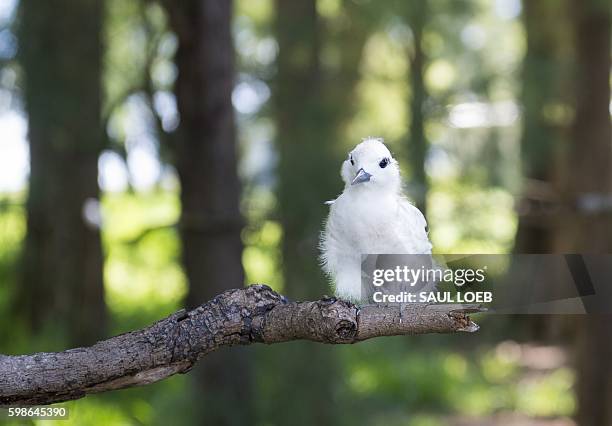 White Tern bird is seen during a tour by US President Barack Obama of Midway Atoll in the Papahanaumokuakea Marine National Monument in the Pacific...