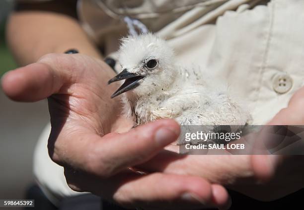 Deputy Assistant Regional Director at the US Fish and Wildlife Service Miel Corbett holds a White Tern bird during a tour by US President Barack...