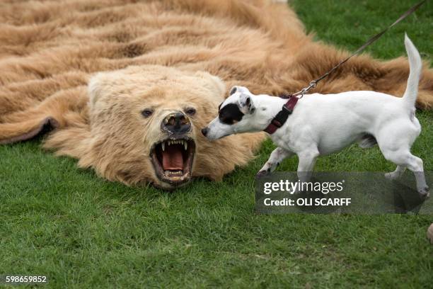 Dog investigates a bear-skin rug, which has been seized by police, and is displayed on the 'Partnership for Action Against Wildlife Crime' stand at...