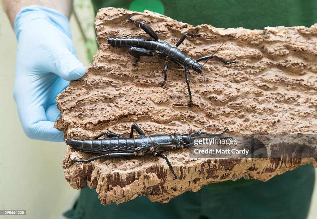 Bitol Insects Mark Bushell, Curator of Invertebrates at Bristol Zoo, holds up a ...