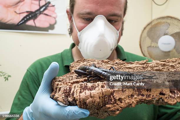 Mark Bushell, Curator of Invertebrates at Bristol Zoo, holds up a pair of critically endangered Lord Howe Island stick insects, one of the world's...