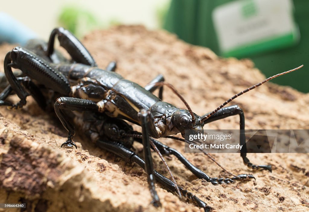 Bitol Insects Mark Bushell, Curator of Invertebrates at Bristol Zoo, holds up a ...