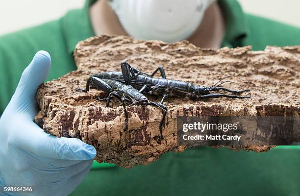 Bitol Insects 291 Insect Extinction Stock Photos, High-Res Pictures, and Images ...