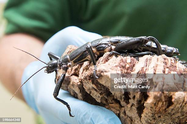 Mark Bushell, Curator of Invertebrates at Bristol Zoo, holds up a pair of critically endangered Lord Howe Island stick insects, one of the world's...