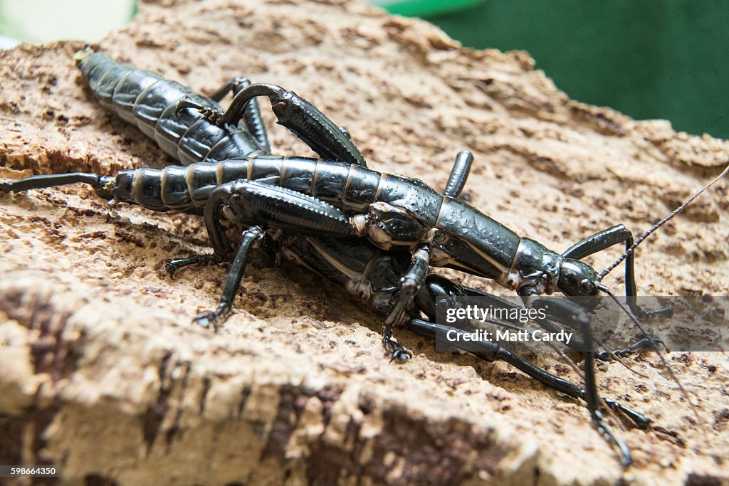 Bitol Insects Mark Bushell, Curator of Invertebrates at Bristol Zoo, holds up a ...