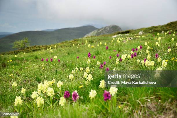 wild orchid flowers in a mountain - orquidea salvaje fotografías e imágenes de stock
