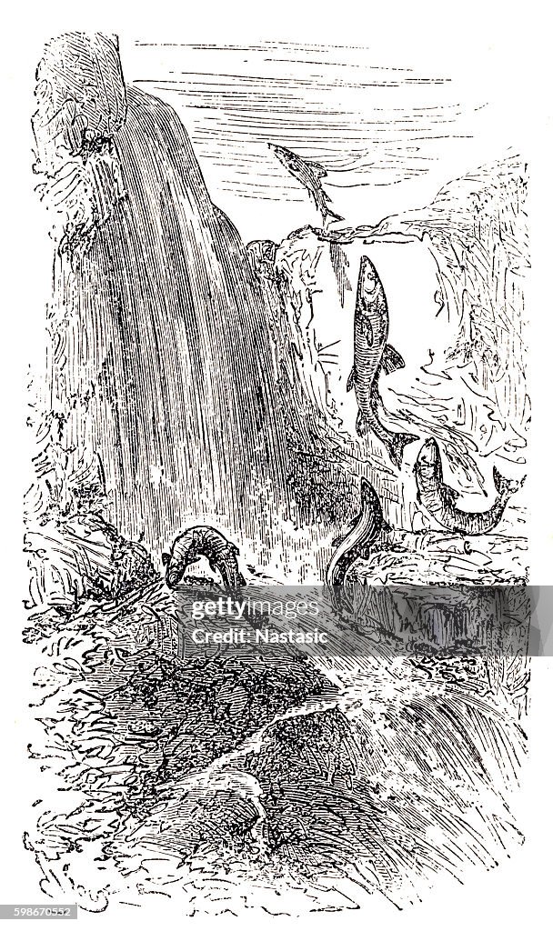 Trouts