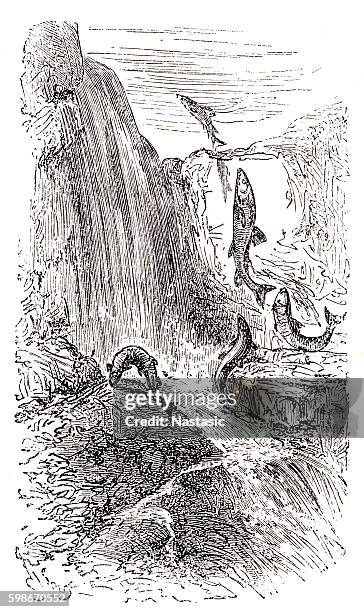 trouts - salmon jumping stock illustrations