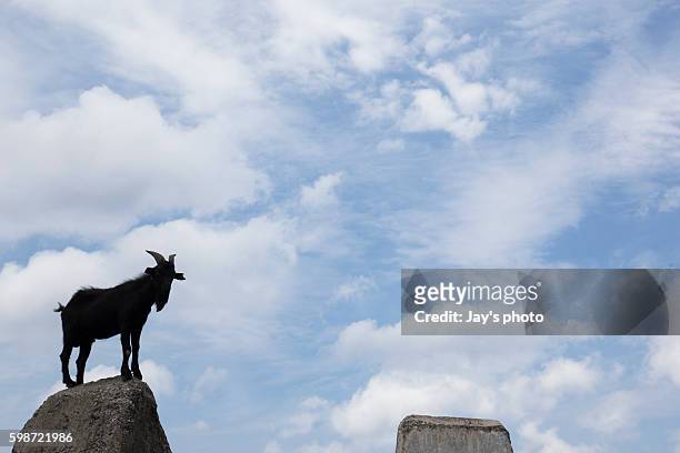goat - lanyu taiwan stock pictures, royalty-free photos & images